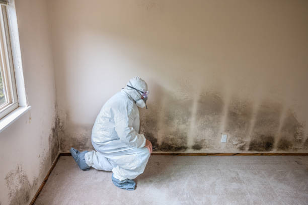 Why You Should Choose Our Mold Remediation Services in (206) 803-13630